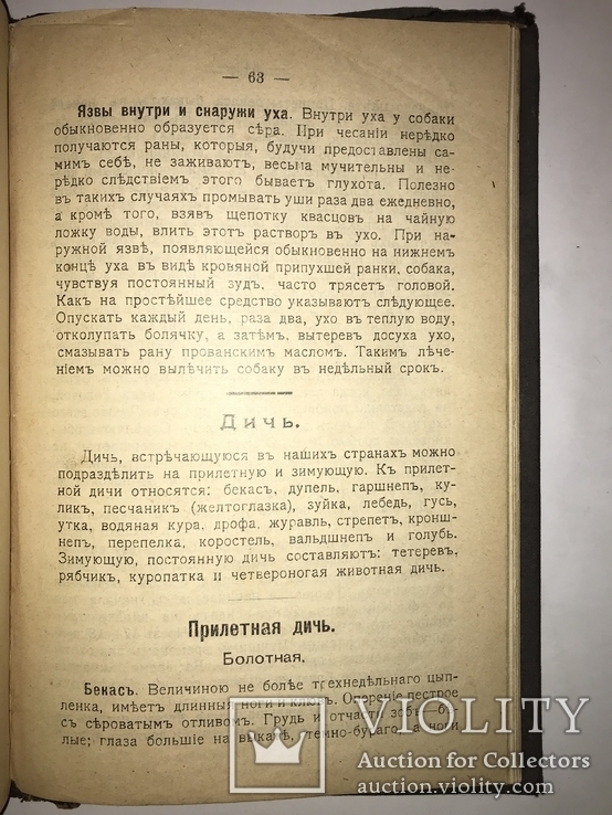 1909 Охота Ружья Собака Дичь, фото №4