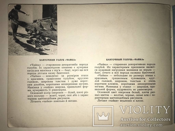 1960 Каталог Голубей Украины, фото №3