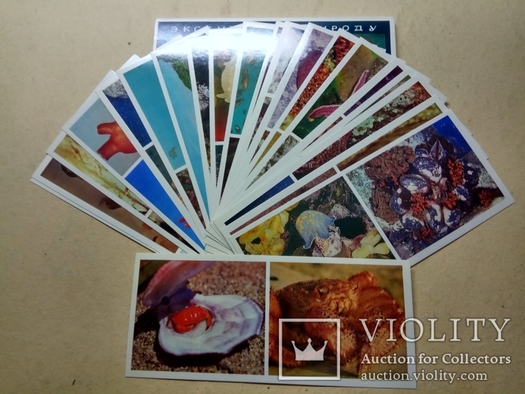 Комплект открыток : "Обитатели японского моря",набор,21 штука, фото №3