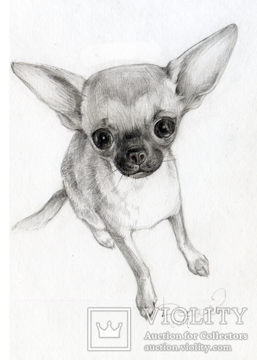 Черно белый рисунок на бумаге,"Большие глаза", портрет собаки.