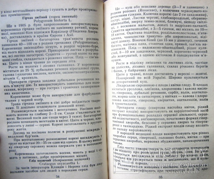 Лікарські рослини на присадибній ділянці.1989 р., фото №6