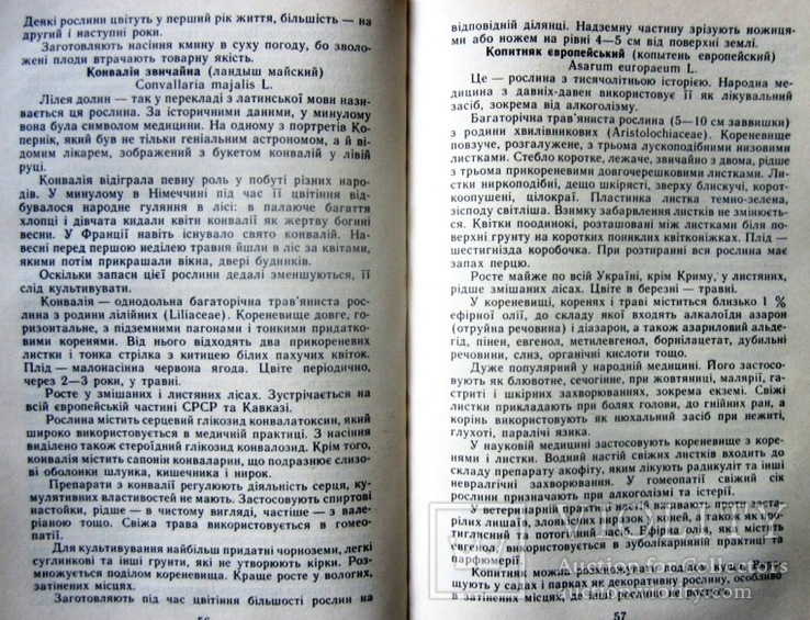 Лікарські рослини на присадибній ділянці.1989 р., фото №8