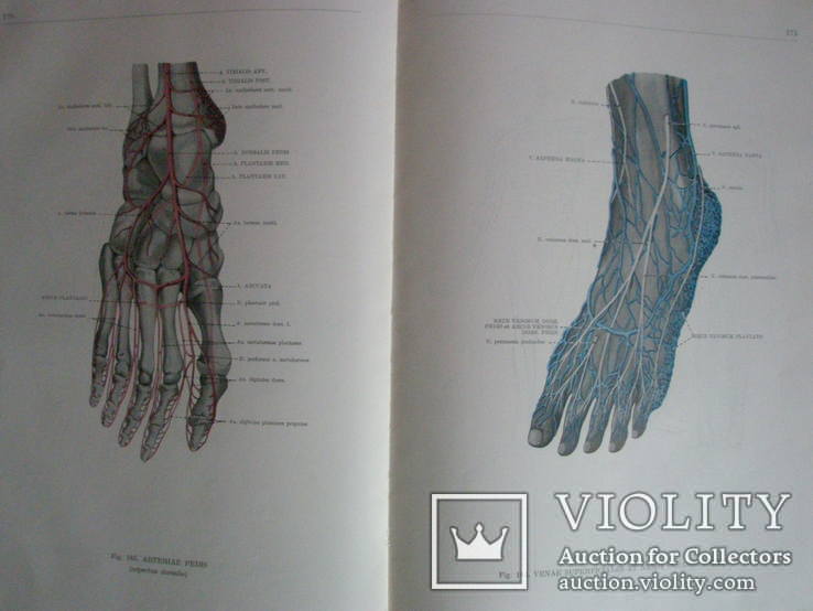 Анатомический атлас человеческого тела в 3-х томах., фото №8