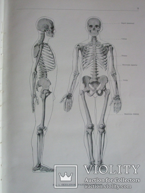 Анатомический атлас человеческого тела в 3-х томах., фото №11