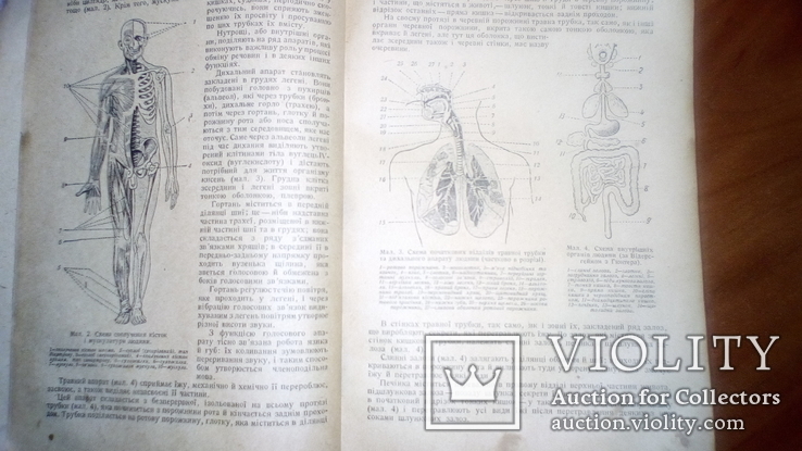Анатомия людини 1939г, фото №4