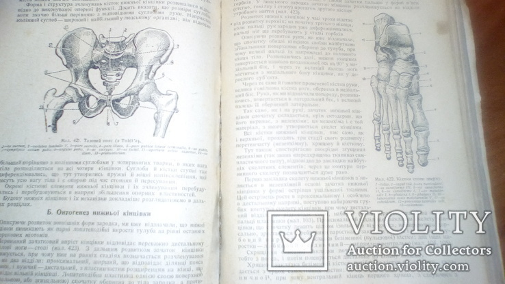 Анатомия людини 1939г, фото №5