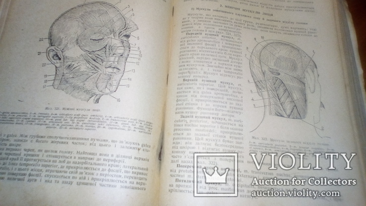 Анатомия людини 1939г, фото №9
