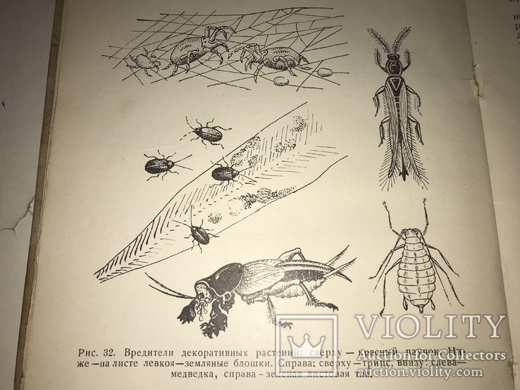 1938  Цветоводство Зелёные Наслаждения для любителей цветов, фото №8