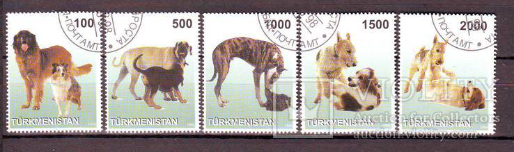 Туркменистан. 1998г. Собаки