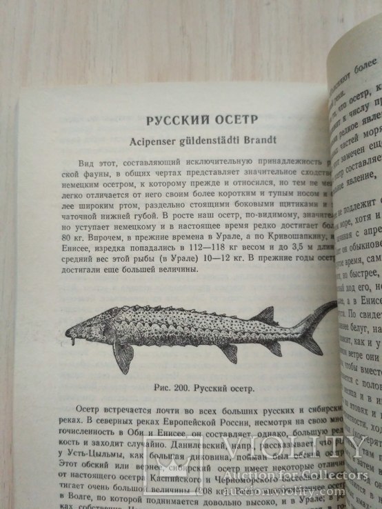 Сабанеев "Жизнь и ловля пресноводных рыб 2" 1992р., фото №8