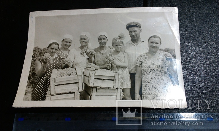 Сбор урожая 1959 год, Украина с.Громовка, фото №2