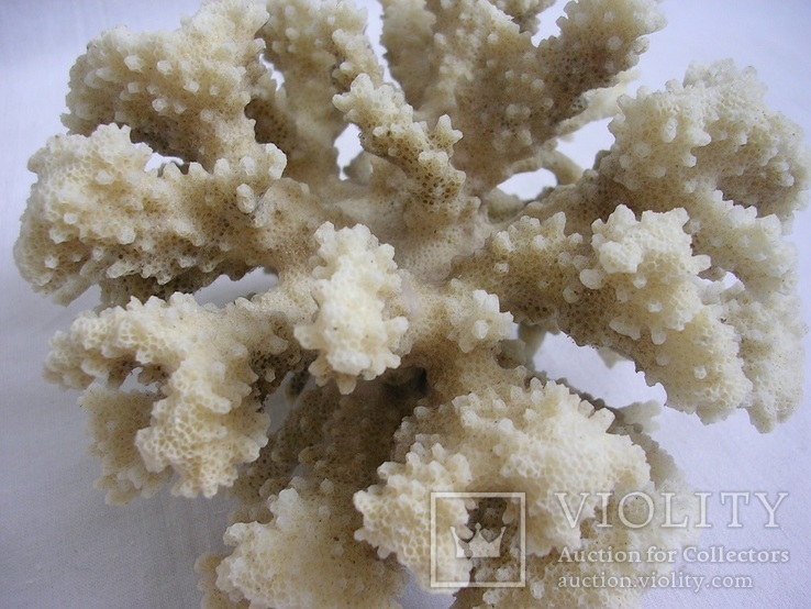 Кораллы, фото №3