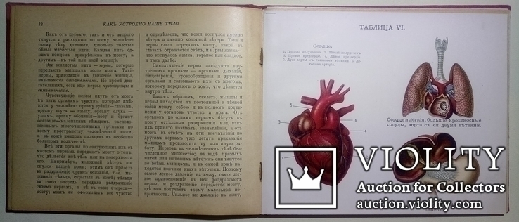 1912  Как устроено наше тело. Анатомия для всех, фото №12