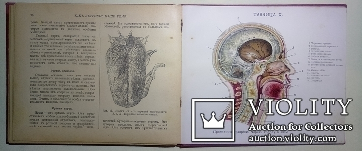 1912  Как устроено наше тело. Анатомия для всех, фото №13