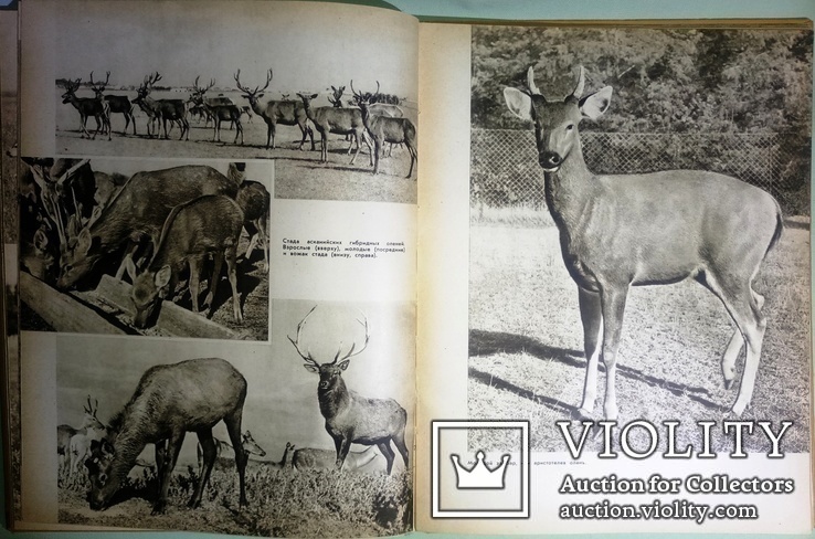 1960  Зоопарк в иллюстрациях. Аскания-Нова, фото №10