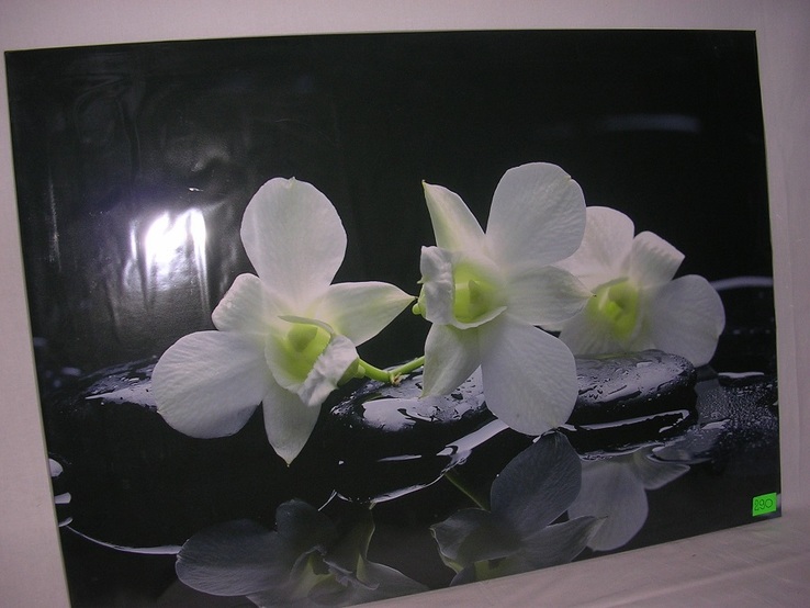 Белая орхидея, фото №3