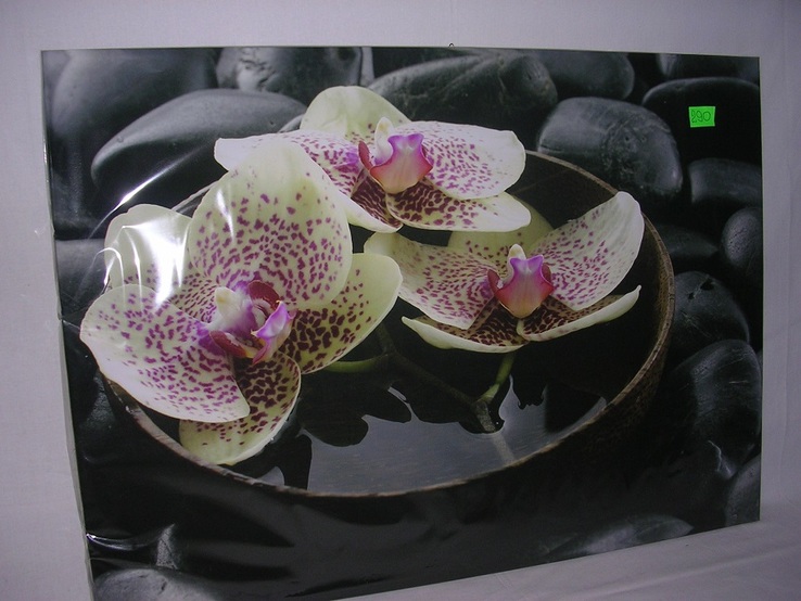 Орхидея, фото №2