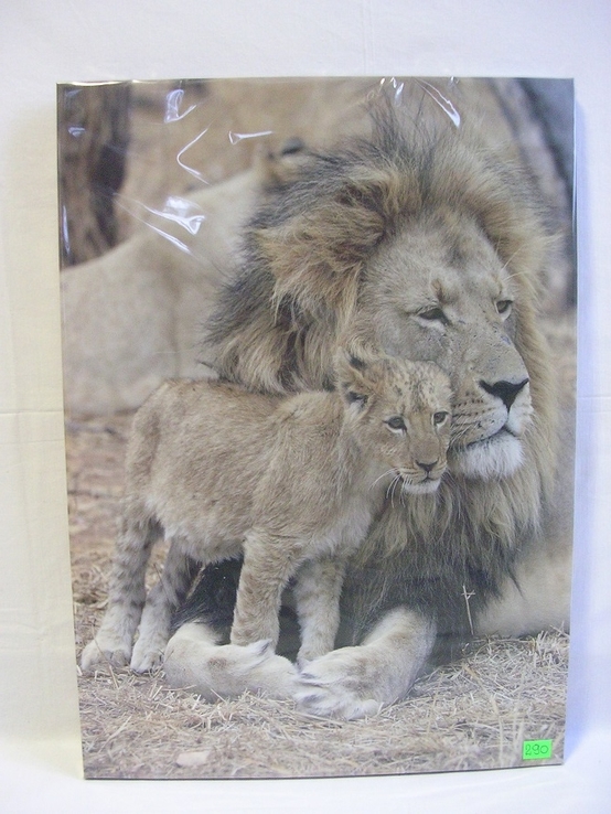 Лев и львенок, фото №2