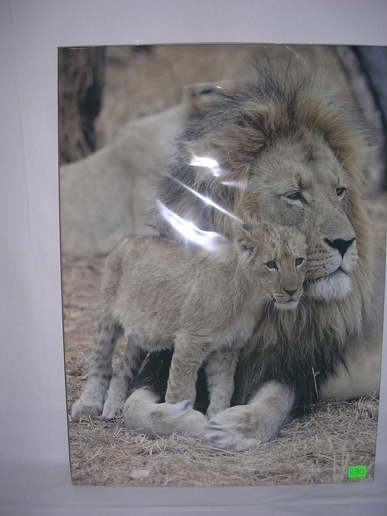 Лев и львенок, фото №3
