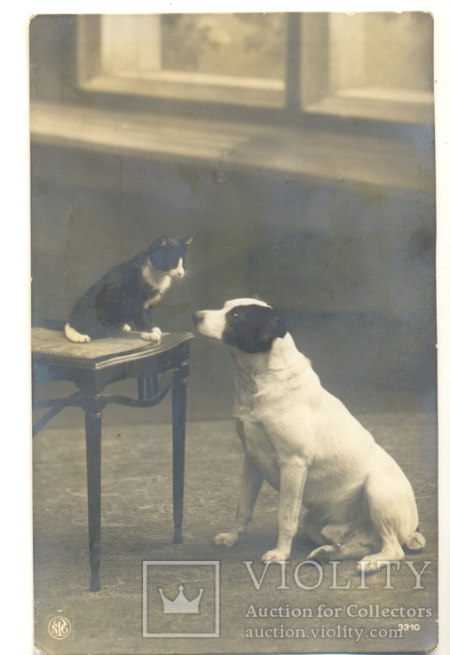 Кіт і пес