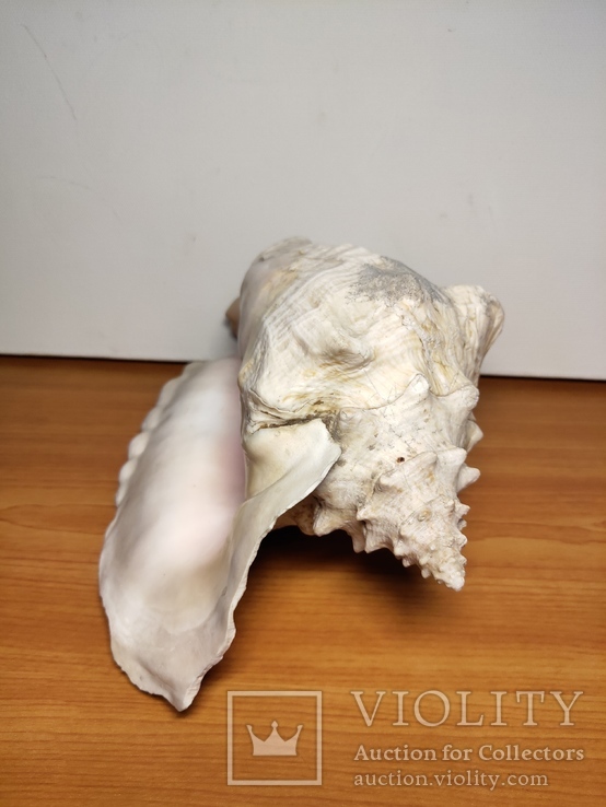 Стромбус №1. Раковина океанская, фото №4