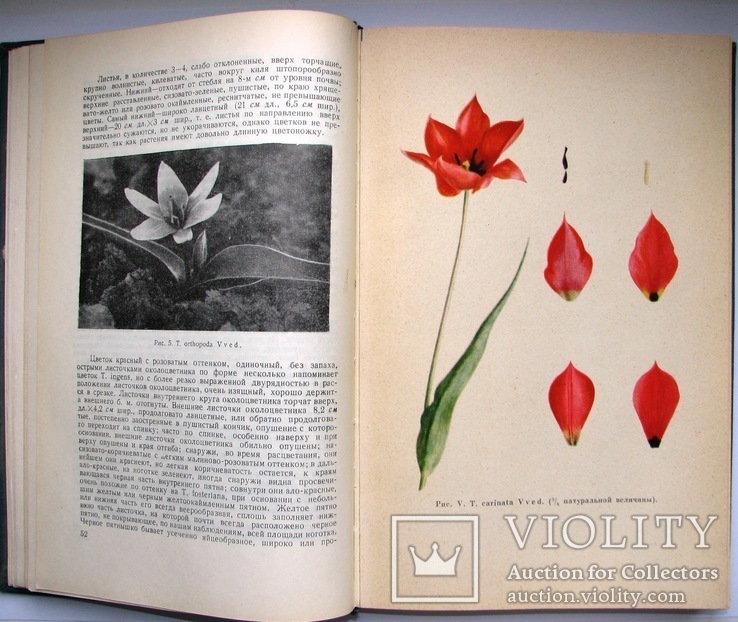 1962  Тюльпаны. Морфология, цитология и биология  2000 экз., фото №7