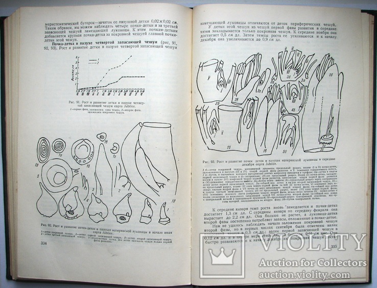 1962  Тюльпаны. Морфология, цитология и биология  2000 экз., фото №11