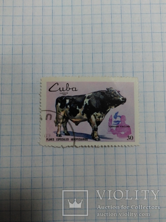 Бык Куба, фото №2
