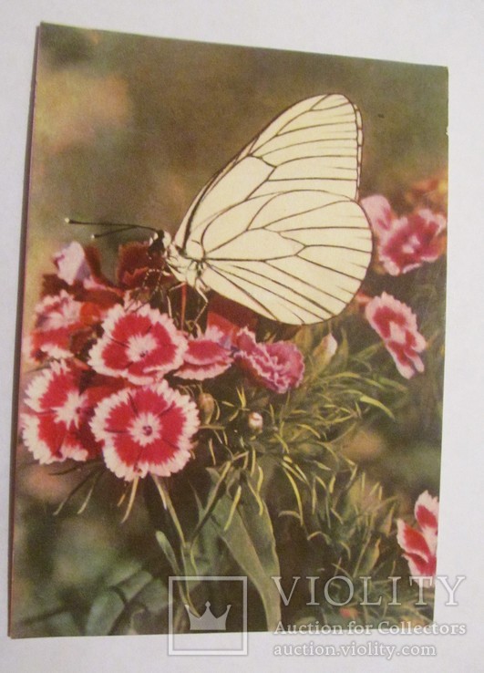Г. 1958, открытка "Гвоздики", худ. Ф. Федорова, фото №2