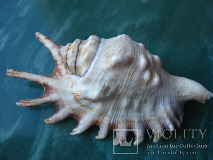 Морская ракушка раковина Ламбис милипеда