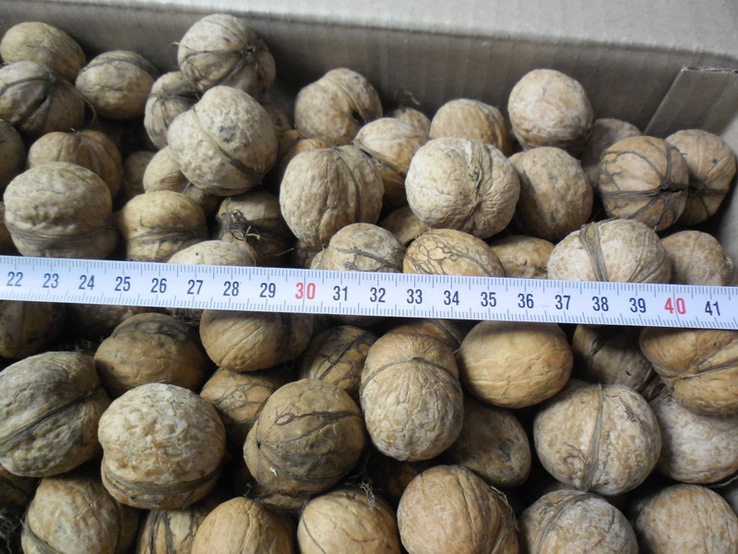 Орехи грецкие урожай 2018 4 кг., фото №3