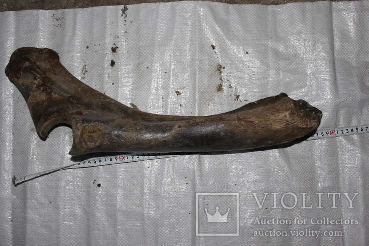 Кость шерстистого носорога 3, фото №2