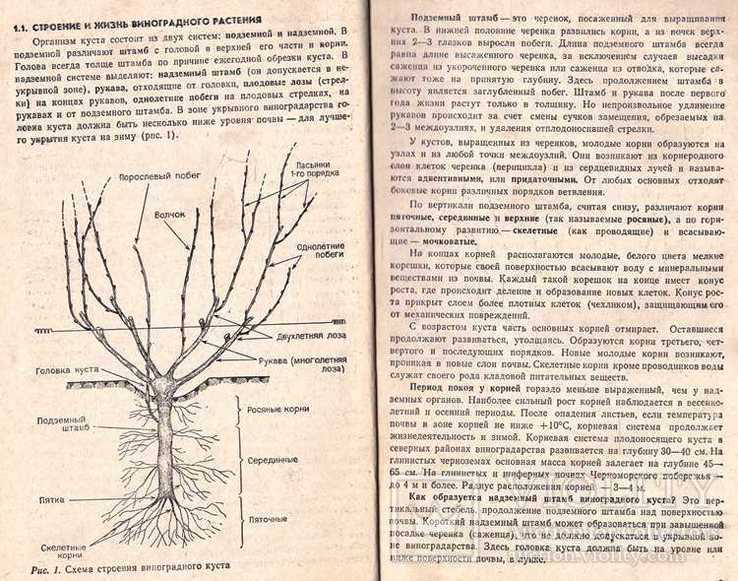 Любительское виноградарство.1988 г., фото №6