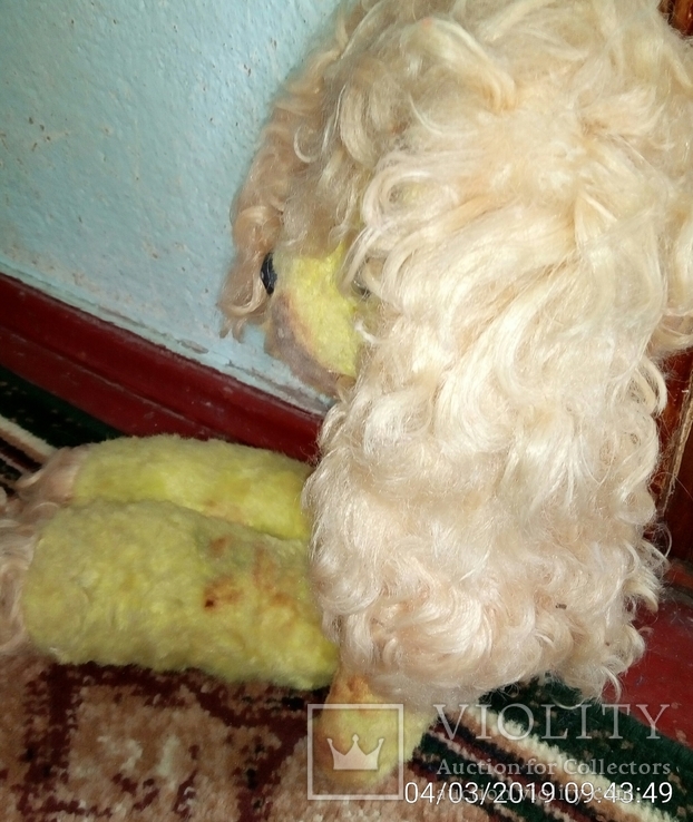 Собака жёлтая лахматая, фото №3
