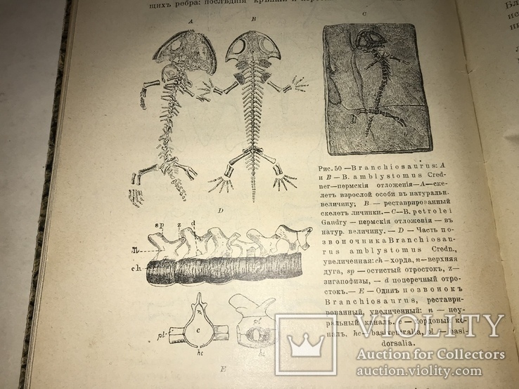 1906 Динозавры Древние Животные Палеонтология, фото №7