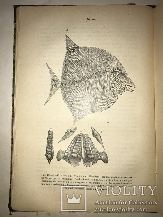 1906 Динозавры Древние Животные Палеонтология, фото №8