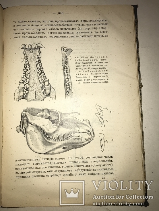 1906 Динозавры Древние Животные Палеонтология, фото №10
