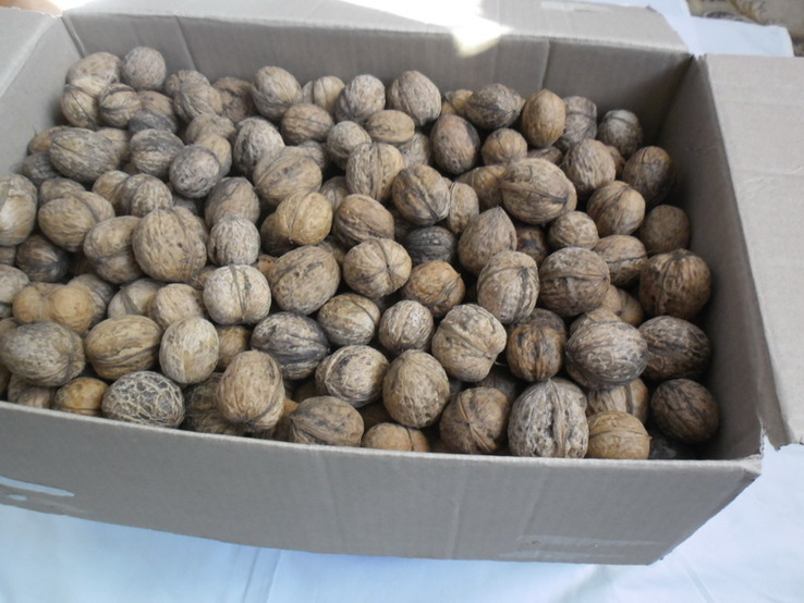 Орехи10 кг 1, фото №2