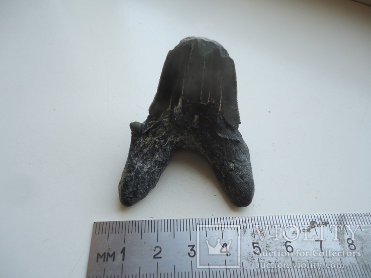 Зуб Мегалодона., фото №2
