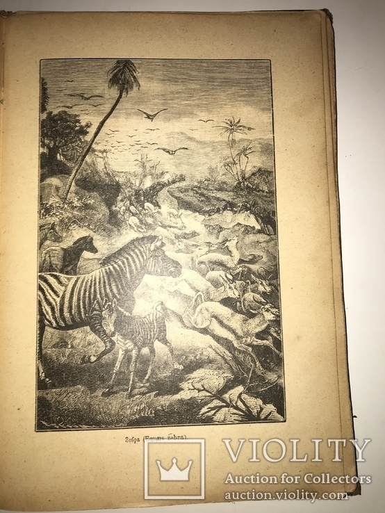 1902 Жизнь Животных 1-том из двух, фото №4