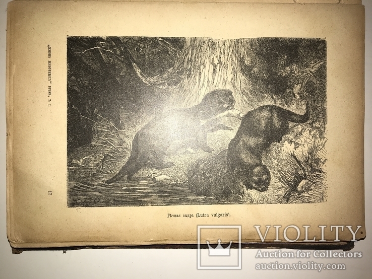 1902 Жизнь Животных 1-том из двух, фото №10