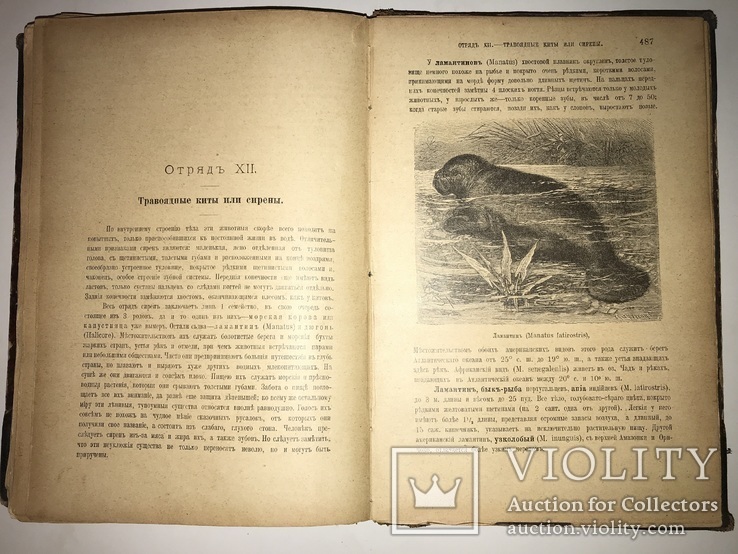 1902 Жизнь Животных 1-том из двух, фото №11