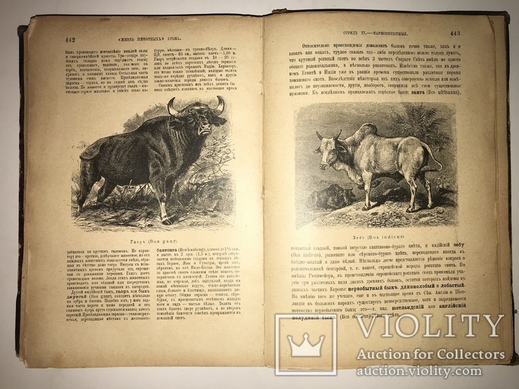 1902 Жизнь Животных 1-том из двух, фото №12