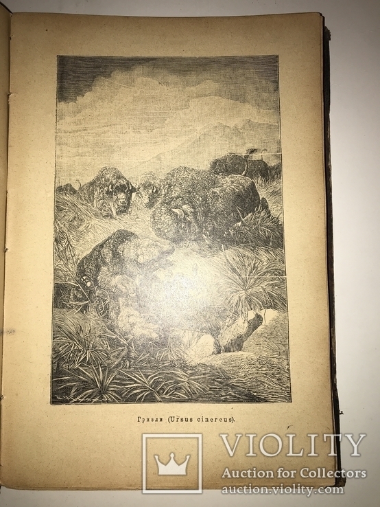 1902 Жизнь Животных 1-том из двух, фото №13