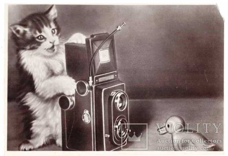 Открытка.Кот с фотоаппаратом.1956 г., фото №2