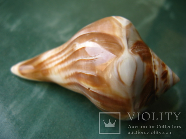 Морская ракушка раковина Whelk 77 мм