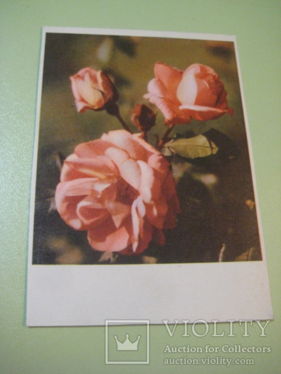 Роза. Ізогіз. 1963 . 3 млн., фото №2