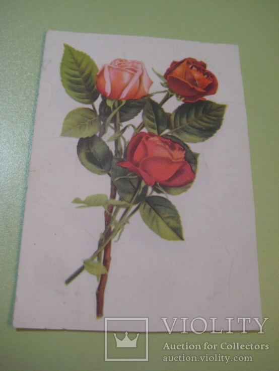 Рози. Таллін. 1957 р. 400 тис., фото №2