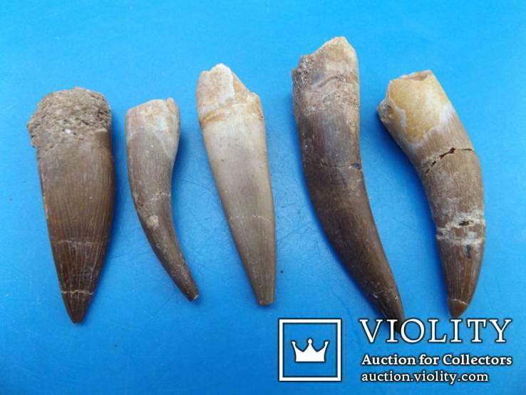 Ископаемые  Зубы плезиозавра mauritanicus 60 × 14 × 12 мм, фото №2