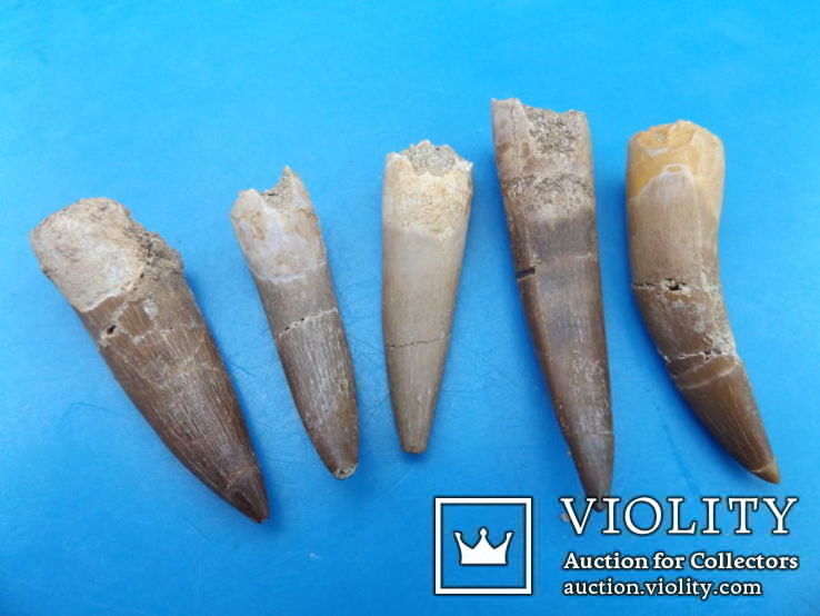 Ископаемые  Зубы плезиозавра mauritanicus 60 × 14 × 12 мм, фото №3